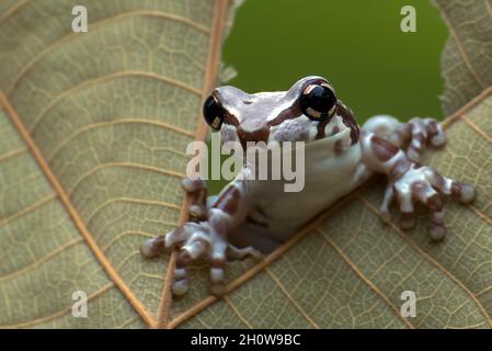 Milchfrosch schaut durch ein Loch in einem Blatt Stockfoto