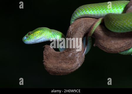 White-lipped Insel Pit Viper ) auf dem Baum Zweig Stockfoto