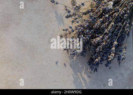 Lavendelzweige auf hellem texturierten Hintergrund, in sanftem Sonnenuntergangslicht, neutralen Farben, Kopierraum, Nahaufnahme. Flach liegend, Blick von oben. Konzept Aromath Stockfoto