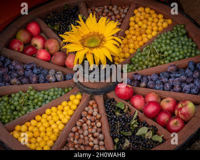 Bunte Auswahl an Früchten (Äpfel, Pflaumen, Beeren, Nüsse) in einem alten hölzernen Kutschenrad, verziert mit einer Sonnenblume. Stockfoto