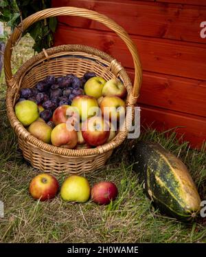 Bunte Früchte (Äpfel, Pflaumen) in einem Weidenkorb auf das Gras legen. Stockfoto