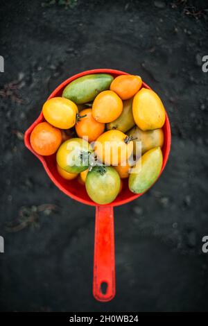 Frische Bio-Tomaten in einer Schachtel von Garden Stockfoto