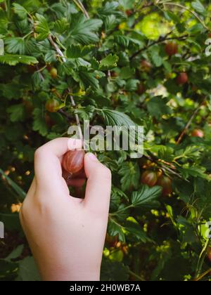 Hand pflücken eine Stachelbeere aus einem Zweig in der Nähe des Gartens Stockfoto