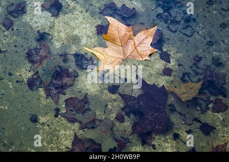 Ein trockenes Blatt, das von einem Baum gefallen ist, der auf einem Teich aus Wasser schwimmt, im Boden zersetzte Blätter auf einem Hintergrund von grünen Algen, Herbststruktur, Blatt von Pla Stockfoto