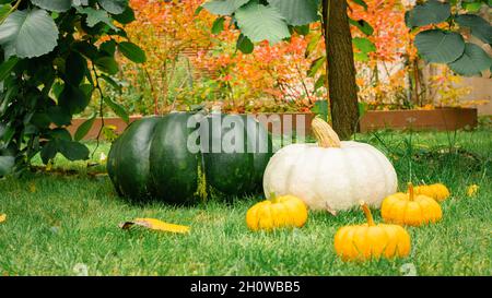Kürbisse auf dem Gras im Garten. Der weiße Kürbis liegt neben den orangen und grünen unter der Ulme. Stillleben für Thanksgiving oder H Stockfoto