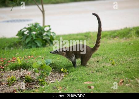 Nahaufnahme eines Coati, Nasua , einem kleinen Säugetier in einem mexikanischen Naturpark. Stockfoto