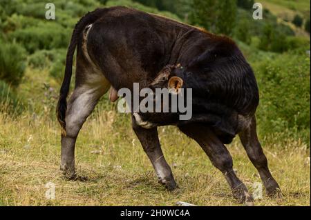 Shallow-Focus-Aufnahme einer niedlichen, dunklen Kuh, die auf einem Feld steht Stockfoto