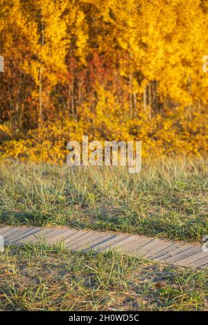 Ökologische Holzbretter bei sonnigem Tag in der Herbstsaison, gelbe Bäume im Herbstwald im Hintergrund. Stockfoto