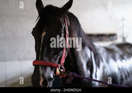 Junges schwarzes Pferd steht im Stall in der Nähe des Halters Stockfoto
