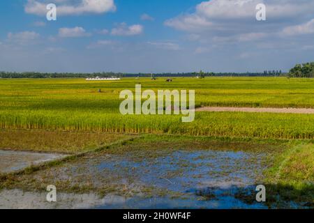 Reisfelder in der Nähe von Bogra, Bangladesch Stockfoto