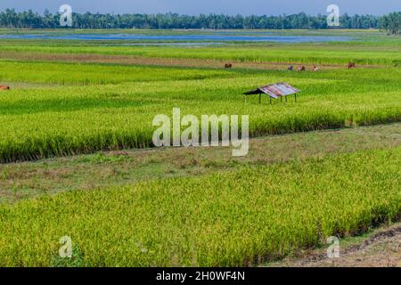 Reisfelder in der Nähe von Bogra, Bangladesch Stockfoto