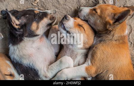 Streunende Hunde schlafen auf dem Boden in Rajshahi, Bangladesch Stockfoto