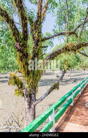 Promenade über einen sumpfigen Mangrovenwald am Hiron Point in Sundarbans, Bangladesch Stockfoto