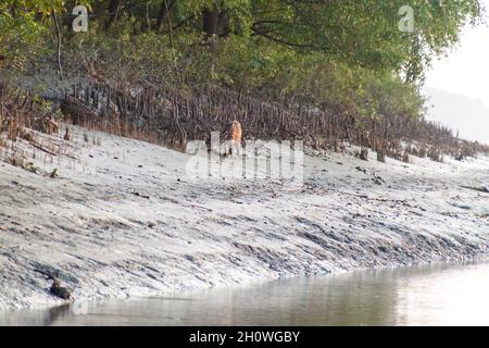 Gefleckte Hirsche (Achsenachse) in einem Mangrovenwald in Sundarbans, Bangladesch Stockfoto