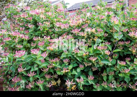 Wild Honeysuckle Lonicera periclymenum Holzfäller mit vielen Blumen EIN Laub mehrjährige Kletterer, die im Sommer blüht und ist voll winterhart Stockfoto