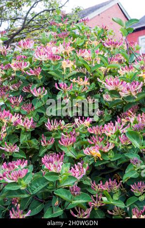 Wild Honeysuckle Lonicera periclymenum Holzfäller mit vielen Blumen EIN Laub mehrjährige Kletterer, die im Sommer blüht und ist voll winterhart Stockfoto