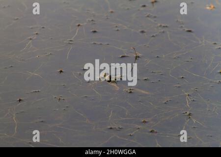 Frosch in einem Teich in Sundarbans, Bangladesch Stockfoto