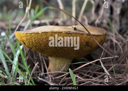 Nahaufnahme eines Suillus bovinus, der bei Tageslicht in einem Wald wächst Stockfoto