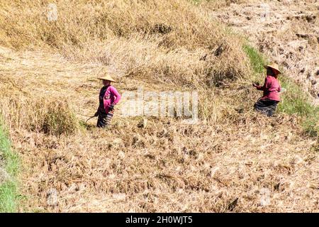 KALAW, MYANMAR - 25. NOVEMBER 2016: Dorfbewohner ernten Reis in der Gegend zwischen Kalaw und Inle, Myanmar Stockfoto