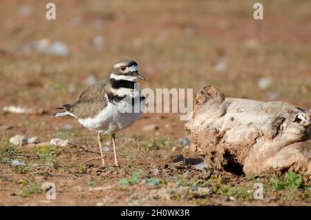 Killdeer, Charadrius vociferus, am Seeufer Stockfoto