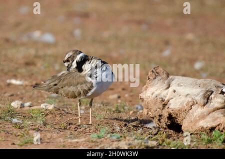 Killdeer, Charadrius vociferus, am Seeufer Stockfoto