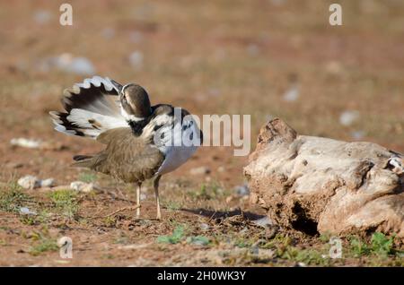 Killdeer, Charadrius vociferus, am Seeufer Stockfoto