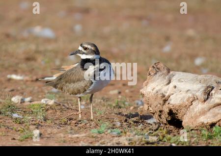 Killdeer, Charadrius vociferus, am Seeufer Stockfoto
