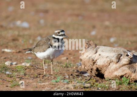 Killdeer, Charadrius vociferus, am Seeufer Stockfoto