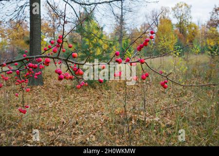 Im Herbstwald die Früchte eines wilden Apfelbaums. Oktober Stockfoto