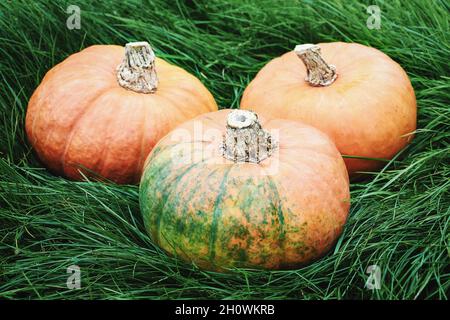 Drei orangefarbene Kürbisse auf grünem Gras im Hinterhof Stockfoto