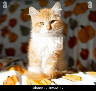 Ein orange-weißes (Ingwer) langhaarige Kätzchen (3 Monate) sitzt im Sonnenlicht auf einer herbstlichen Decke Stockfoto