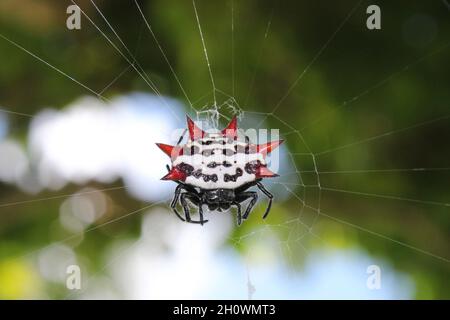 Krabbenartige Stachelrücken-Orbweberspinne - Gasteracantha cancriformis: In vielen Teilen der Tropen sowohl in der nördlichen als auch in der südlichen Hemisphäre gefunden. Stockfoto