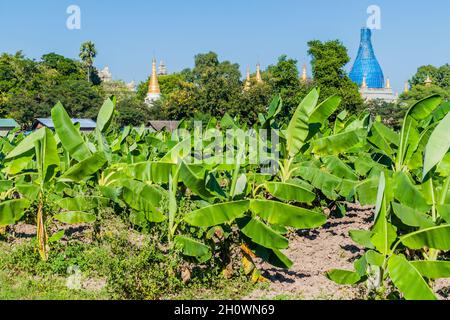 Bananenfeld und die Ruinen der antiken Stadt Inwa Ava in der Nähe von Mandalay, Myanmar Stockfoto