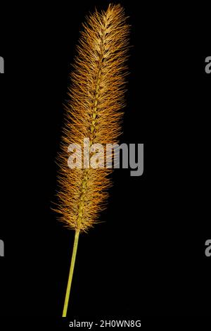 Nahaufnahme eines einzigen goldenen Fuchsschwanzgrassamen-Kopfes auf schwarzem Hintergrund Stockfoto