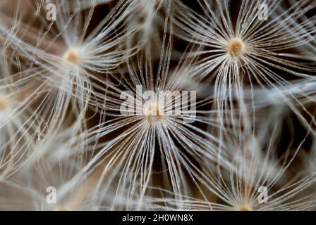 Extreme Nahaufnahme eines Löchenkernkopfes (Taraxacum) auf schwarzem Hintergrund Stockfoto