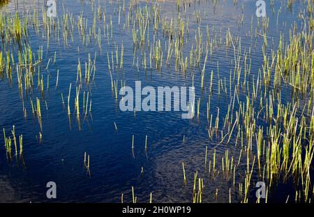 Kleiner Teich auf der Insel im Fjällbacka-Archipel an der Westküste Schwedens. Stockfoto