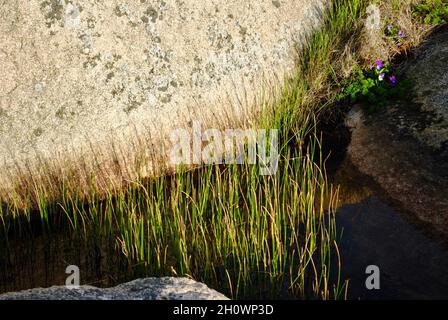 Kleiner Teich auf der Insel im Fjällbacka-Archipel an der Westküste Schwedens. Stockfoto