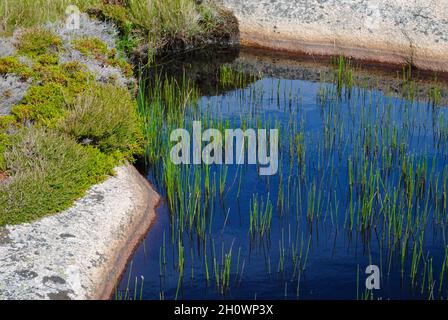 Kleiner Teich auf der Insel im Fjällbacka-Archipel an der Westküste Schwedens. Stockfoto