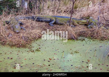 Drei Alligatoren (Alligator mississippiensis) in einem sumpfigen Sumpfgebiet in der Nähe von Pascagoula, Mississippi Stockfoto