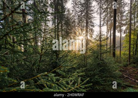 Sonnenstrahlen kommen durch den nebligen Morgen im herbstlichen Morgen, wunderschöne Natur in der nebligen Herbstsaison. Stockfoto