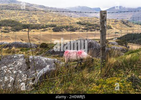 Ladies View Killarney National Park Kerry, Irland Stockfoto