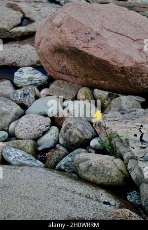 Ein einsamer Dandelion zwischen Felsformationen auf einer Insel im Fjällbacka-Archipel an der Westküste Schwedens Stockfoto