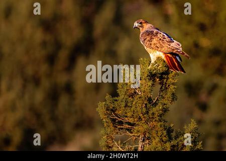 Red Tailed Hawk (Buteo jamaicensis) auf einem Wacholderbaum, der über seine Schulter zur Kamera blickt. Stockfoto