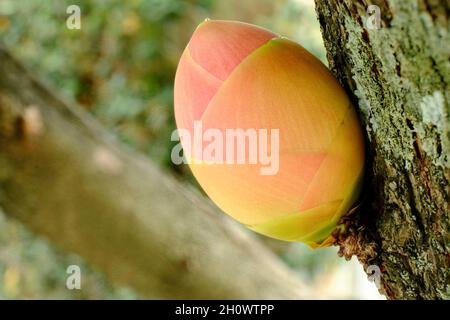 Blüte der Brownea macrophylla, auch bekannt als Bergrose Stockfoto