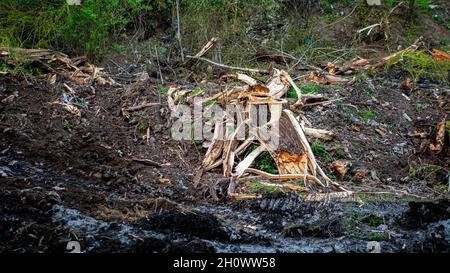 Entwaldung, ökologische Katastrophe. Baumstumpf im Wald. Stockfoto