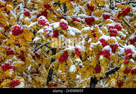 Erster Schnee auf buntem Herbstlaub und rote Beeren von Ebereschen Ästen nach Schneefall. Saisonaler Hintergrund - wunderbare Szene der Jahreszeiten ändern. Stockfoto