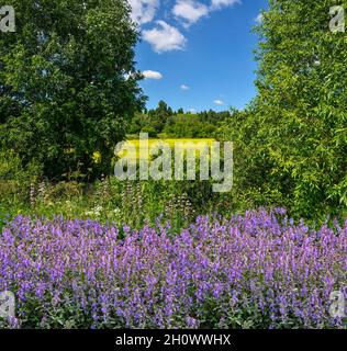 Wunderschöne Sommerlandschaft mit violetten, ultravioletten und lavendelfarbenen Wildblumen auf der Wiese am Rande des blühenden gelben Rapsfeldes. Stockfoto