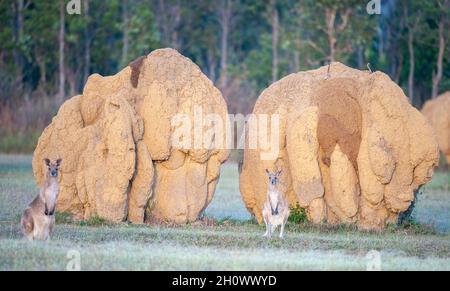 Kängurus und riesige Termitenamanthügel, North Queensland, Australien. Stockfoto