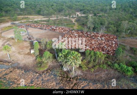 braham-Rinder in den Hochwasserebenen in der Nähe des Golfes von chpentaria North Queensland, Australien. Stockfoto