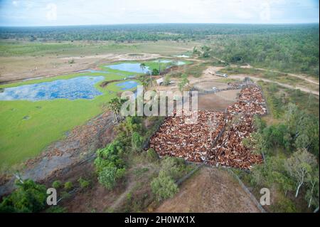 braham-Rinder in den Hochwasserebenen in der Nähe des Golfes von chpentaria North Queensland, Australien. Stockfoto